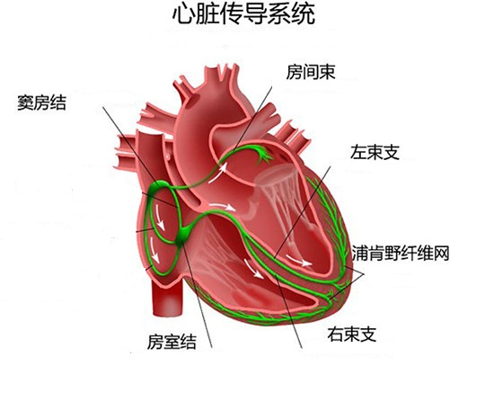 心律失常.png